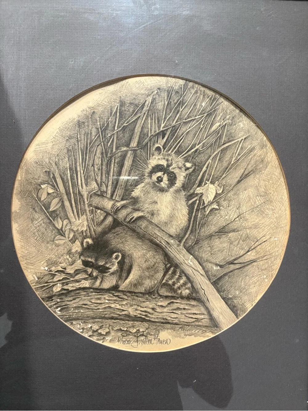 J. Allen True Signed Wildlife Art Print 41/1000 Framed Raccoons Sketch Vintage